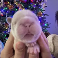 Kourtney fluffy big rope, a female French Bulldog for sale in Sebring, FL – Photo 7 of 9