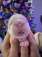 Kourtney fluffy big rope, a female French Bulldog for sale in Sebring, FL – Photo 8 of 10