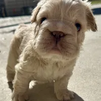 Kourtney fluffy big rope, a female French Bulldog for sale in Sebring, FL – Photo 6 of 9