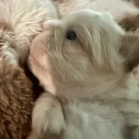 Kourtney fluffy big rope, a female French Bulldog for sale in Sebring, FL – Photo 4 of 9