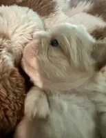 Kourtney fluffy big rope, a female French Bulldog for sale in Sebring, FL – Photo 5 of 10