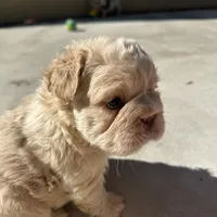 Kourtney fluffy big rope, a female French Bulldog for sale in Sebring, FL – Photo 3 of 9