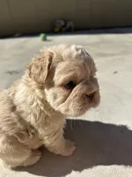 Kourtney fluffy big rope, a female French Bulldog for sale in Sebring, FL – Photo 4 of 10