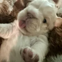 Kourtney fluffy big rope, a female French Bulldog for sale in Sebring, FL – Photo 9 of 9