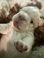 Kourtney fluffy big rope, a female French Bulldog for sale in Sebring, FL – Photo 10 of 10