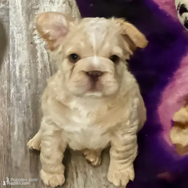 Kourtney fluffy big rope – French Bulldog puppy on hold in Sebring, FL