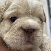 Kourtney fluffy big rope, a female French Bulldog for sale in Sebring, FL – Photo 2 of 9