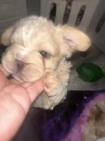 Kourtney fluffy big rope, a female French Bulldog for sale in Sebring, FL – Photo 2 of 10