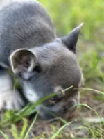 Tamera, a female French Bulldog for sale in Sebring, FL – 4 of 8