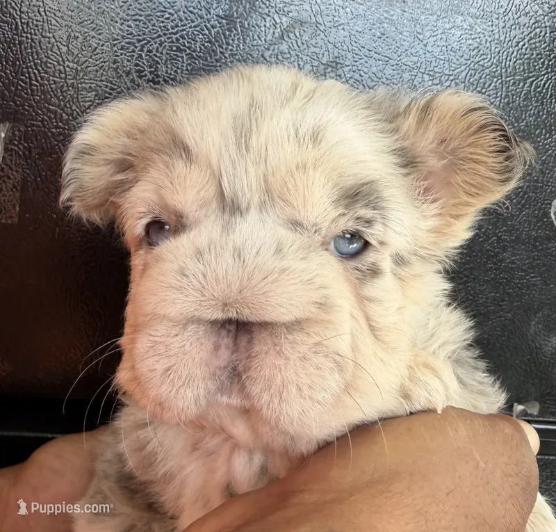 Kylie Fluffy AKC big rope