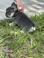 Tamera, a female French Bulldog for sale in Sebring, FL – 6 of 8