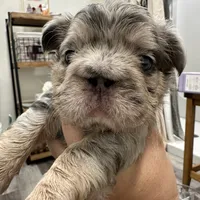 Khloe Fluffy Merle Big Rope, a female French Bulldog for sale in Sebring, FL – Photo 8 of 10