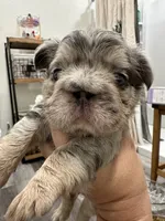 Khloe Fluffy Merle Big Rope, a female French Bulldog for sale in Sebring, FL – Photo 8 of 10