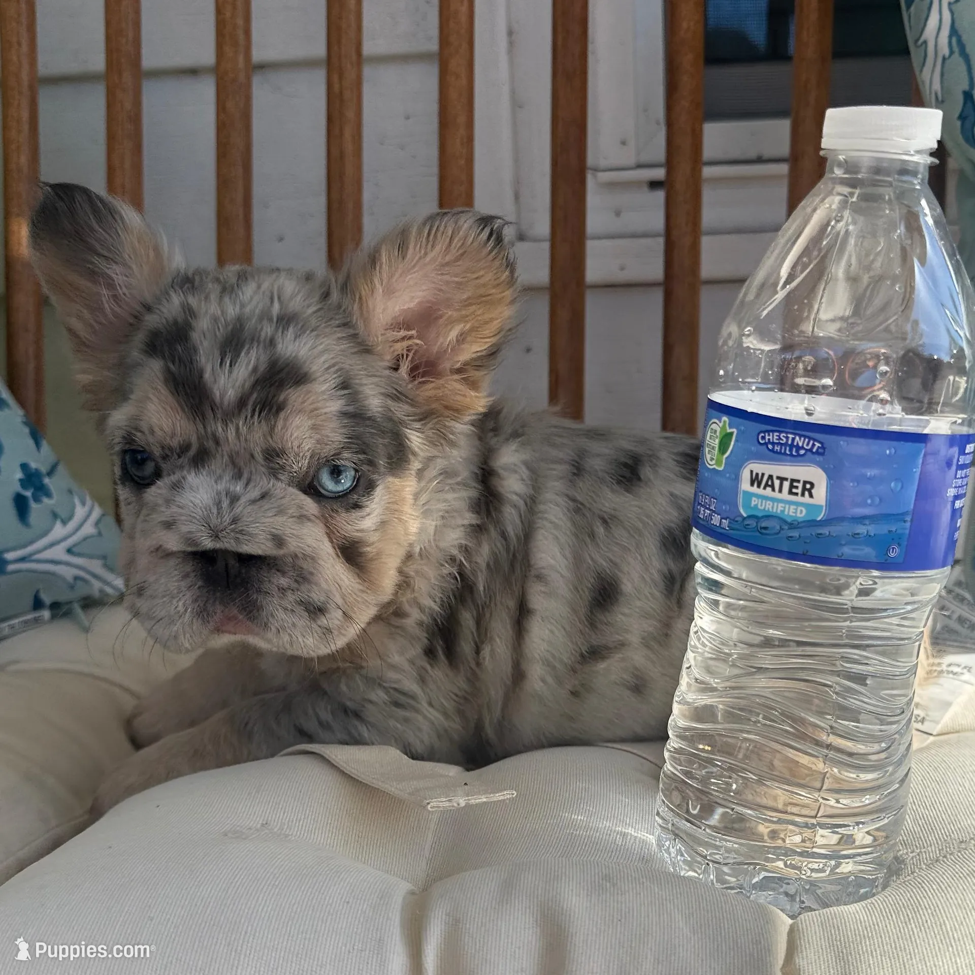 Khloe Fluffy Merle Big Rope, a female French Bulldog for sale in Sebring, FL – Photo 2 of 10