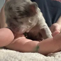 Khloe Fluffy Merle Big Rope, a female French Bulldog for sale in Sebring, FL – Photo 10 of 10