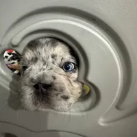 Khloe Fluffy Merle Big Rope, a female French Bulldog for sale in Sebring, FL – Photo 7 of 10