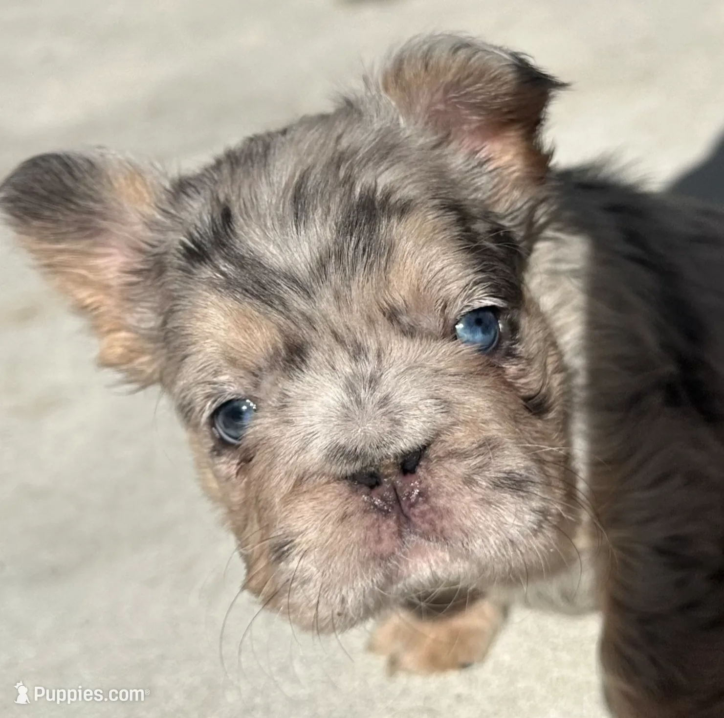 Khloe Fluffy Merle Big Rope, a female French Bulldog for sale in Sebring, FL – Photo 4 of 10