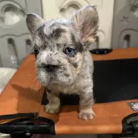 Khloe Fluffy Merle Big Rope, a female French Bulldog for sale in Sebring, FL – Photo 3 of 10