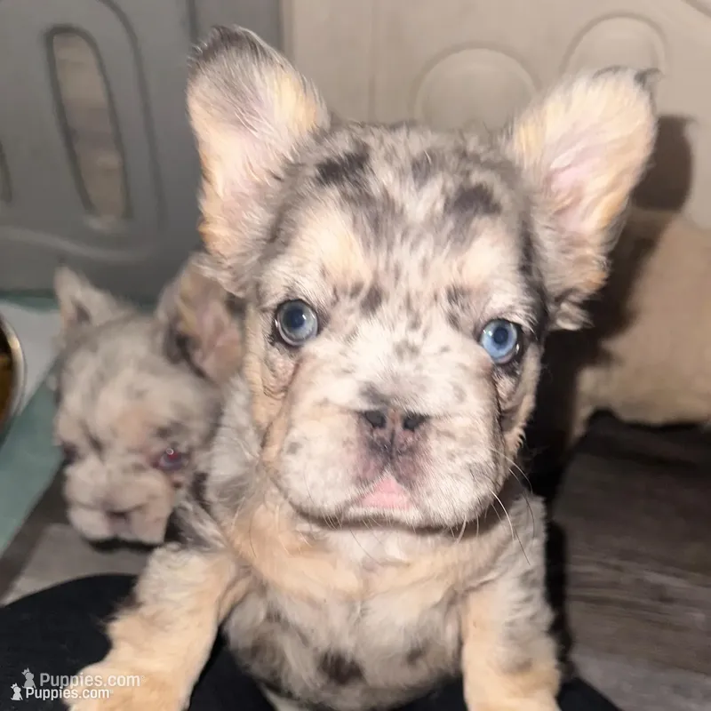 Khloe Fluffy Merle Big Rope – French Bulldog puppy on hold in Sebring, FL