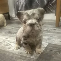 Khloe Fluffy Merle Big Rope, a female French Bulldog for sale in Sebring, FL – Photo 5 of 10