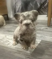 Khloe Fluffy Merle Big Rope, a female French Bulldog for sale in Sebring, FL – Photo 5 of 10