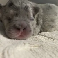 Khloe Fluffy Merle Big Rope, a female French Bulldog for sale in Sebring, FL – Photo 9 of 10