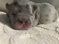 Khloe Fluffy Merle Big Rope, a female French Bulldog for sale in Sebring, FL – Photo 9 of 10