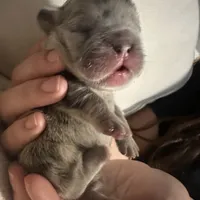 Khloe Fluffy Merle Big Rope, a female French Bulldog for sale in Sebring, FL – Photo 6 of 10