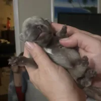 Kylie, a female French Bulldog for sale in Sebring, FL – Photo 2 of 10