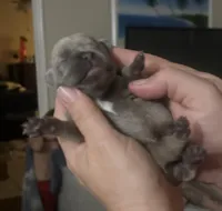 Kylie, a female French Bulldog for sale in Sebring, FL – Photo 1 of 3