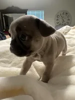 Kylie, a female French Bulldog for sale in Sebring, FL – Photo 7 of 10