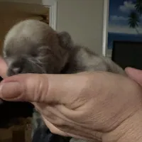 Kylie, a female French Bulldog for sale in Sebring, FL – Photo 3 of 10