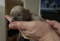 Kylie, a female French Bulldog for sale in Sebring, FL – Photo 2 of 3