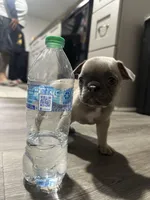 Kylie, a female French Bulldog for sale in Sebring, FL – Photo 9 of 10