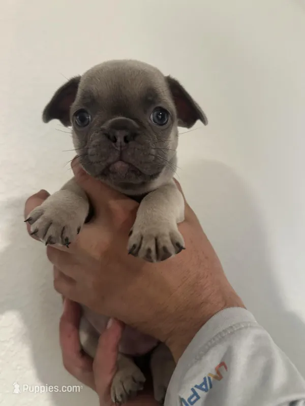 Kylie – French Bulldog puppy for sale in Sebring, FL