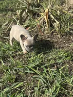 Kylie, a female French Bulldog for sale in Sebring, FL – Photo 3 of 10