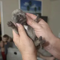 Kylie, a female French Bulldog for sale in Sebring, FL – Photo 4 of 10