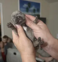 Kylie, a female French Bulldog for sale in Sebring, FL – Photo 3 of 3