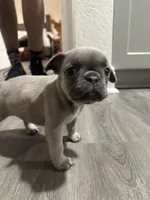 Kylie, a female French Bulldog for sale in Sebring, FL – Photo 10 of 10