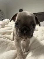 Kylie, a female French Bulldog for sale in Sebring, FL – Photo 6 of 10