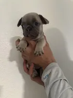 Kylie, a female French Bulldog for sale in Sebring, FL – Photo 5 of 10