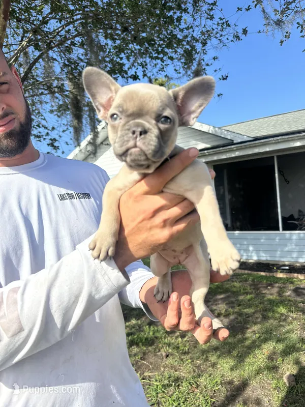 Kylie – French Bulldog puppy for sale in Sebring, FL