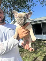Kylie, a female French Bulldog for sale in Sebring, FL – Photo 1 of 10