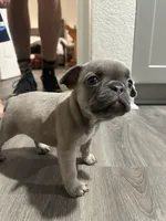 Kylie, a female French Bulldog for sale in Sebring, FL – Photo 8 of 10