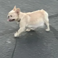 Lola, a female French Bulldog for sale in Sebring, FL – Photo 4 of 6