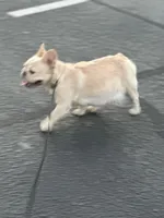 Lola, a female French Bulldog for sale in Sebring, FL – Photo 4 of 6