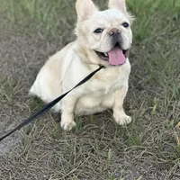 Lola, a female French Bulldog for sale in Sebring, FL – Photo 1 of 6