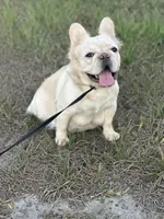 Lola, a female French Bulldog for sale in Sebring, FL – Photo 1 of 6