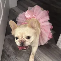 Lola, a female French Bulldog for sale in Sebring, FL – Photo 2 of 6