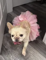 Lola, a female French Bulldog for sale in Sebring, FL – Photo 2 of 6